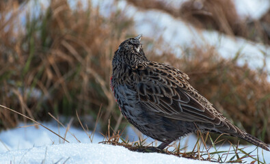 Loica macho, ave de plumas rojas y negras con blanco en prado de pasto verde y corto en la nieve, fauna chilena 	
