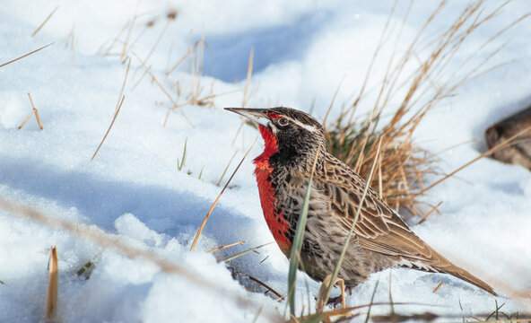 Loica macho, ave de plumas rojas y negras con blanco en prado de pasto verde y corto  en la nieve, fauna chilena 