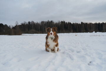 Concept of pet having fun in nature. Brown Australian shepherd sitting in winter snow park. Creative portrait full length dog at wide angle. Aussie red tricolor.
