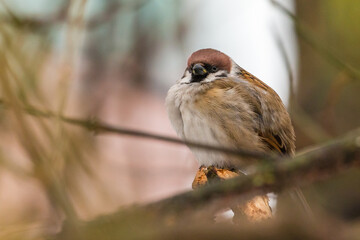 Eurasian tree sparrow in natural habitat. Oliwa Park, Gdansk, Poland.