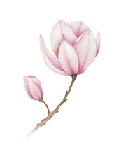 магнолия, magnolia