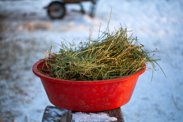 A bucket of alfalfa (medicago sativa) hay also called lucerne is a perennial plant. 