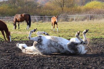 a gray mare rolling in the mud against the background of a meadow and other horses