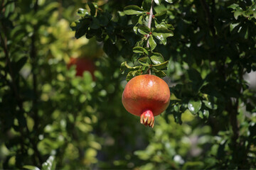 Pomegranate on a branch. Orchard in Australia. Ripe, lonely pomegranate on a pomegranate tree.
