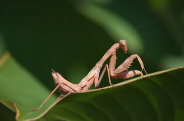Mantis sitting on a green leaf