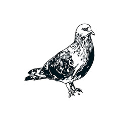 Black and white sketch of a dove with transparent background