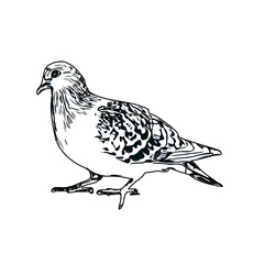 Black and white sketch of a dove with transparent background