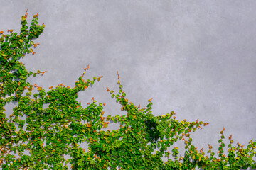 Green creeper plant are growing on loft concrete wall background, Exterior wall decoration with ivy...