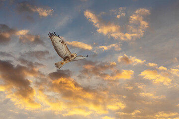 a hawk looking for bait in the air, Common Buzzard, Buteo buteo