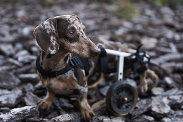 A sad dog in a wheelchair looking around in the woods