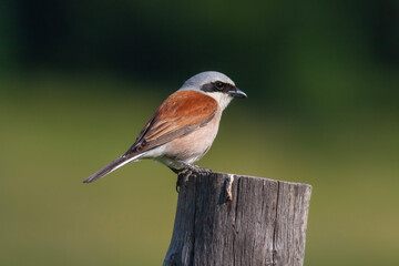 bird looking around  in woodland, Red-backed Shrike, Lanius collurio