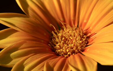 gazania