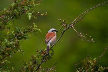 bird looking around  in woodland, Red-backed Shrike, Lanius collurio