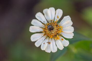 Obraz premium Black beetle sits on a white flower macro photography in the summer. A bug sits on a zinnia flower Wildlife landscape with black insect close-up on a green background.