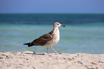 Seagull walking by the sand on sea waves background