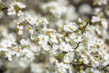 White flowers bloom in the trees. Spring landscape with blooming sakura tree. Beautiful blooming garden on a sunny day. Copy space for text.