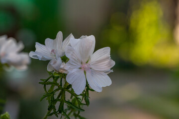 Blossom white musk mallow flower on a summer sunny day macro photography. Garden Malva moschata with white petals in the summer close-up photo. Musk-mallow flower on a green background.