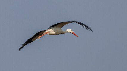 Stork in flight in a blue sky in Provence, France
