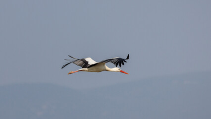 Stork in flight in a blue sky in Provence, France