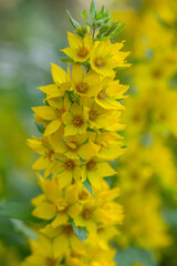 Blossom yellow dotted loosestrife flower on a green background on a summer sunny day macro photography. Circle flower with yellow petals in summer, close-up photography.