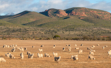 Grazing at dusk. A herd of Angora goats below the Red Hills near De Rust on the Rooiloop road, Western Cape, South Africa.