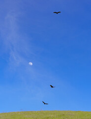 birds flying in the sky