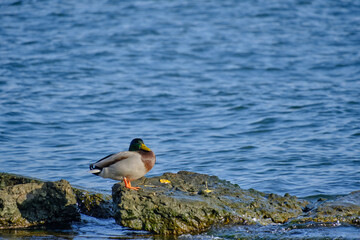 Duck is sitting stone seashore basking sun.