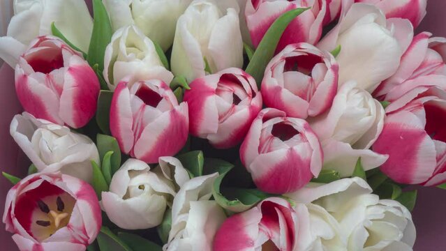 Beautiful pink white tulip flower background. Pink and white tulips blooming close-up. Holiday bouquet. Wedding backdrop, Valentines Day, Easter, Birthday concept.