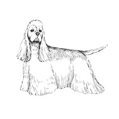 Vector illustration of an American Cocker Spaniel isolated on a white background. Sketch with a pet in the style of engraving. A breed of dog for hunting.