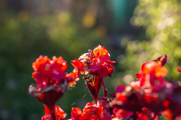 Blossom red begonia flower on a green background on a summer sunny day macro photography. Blooming houseplant with pink petals in sunlight close-up photo.