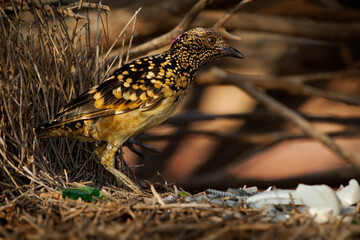 Western Bowerbird - Chlamydera guttata  endemic bird of Australia in Ptilonorhynchidae, brown with spots with a pink erectile crest on the nape, male constructs elaborate bower to attract females