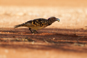 Western Bowerbird - Chlamydera guttata  endemic bird of Australia in Ptilonorhynchidae, brown with spots with a pink erectile crest on the nape, male constructs elaborate bower to attract females