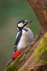 Great spotted woodpecker bird Dendrocopos major perched on tree