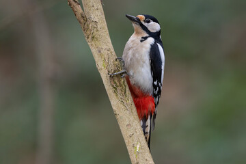Great spotted woodpecker bird Dendrocopos major perched on tree