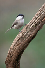 Marsh tit bird Poecile palustris perched on tree trunk
