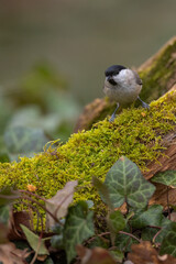 Marsh tit bird Poecile palustris perched on tree og
