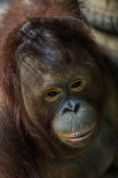 Close up Portrait of Cute Brown Orang Utan in Thailand 