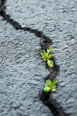 Green sprout growing from the concrete crack. Climate change concept