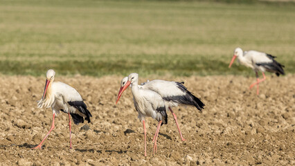 Storks looking for food in a meadow in Provence, France