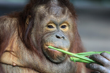Close up Portrait of Cute Brown Orang Utan in Thailand 