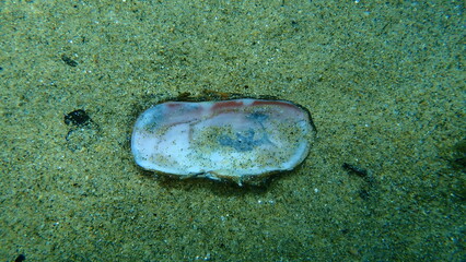 Seashell of a bivalve mollusc rosy razor clam (Solecurtus strigilatus) on sea bottom, Aegean Sea, Greece, Halkidiki © Alexey