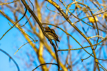 Sunrise Bird 1