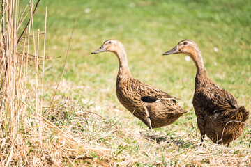ducks in the grass