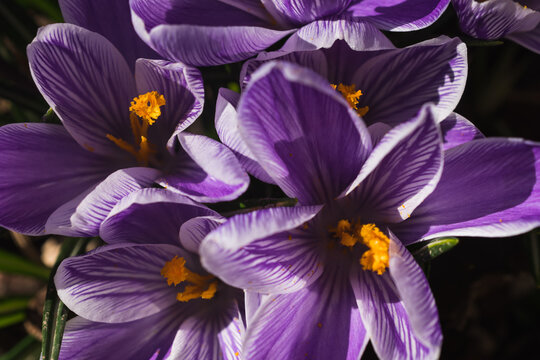 purple crocus 