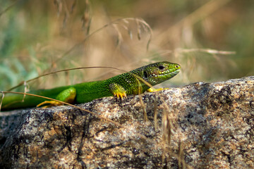 Green lizard on a granite stone in the mountains close-up.