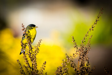 Yellow goldfinch in winter