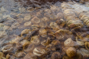 Photo of dried figs under the sun