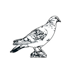 Black and white sketch of a dove with transparent background