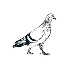 Black and white sketch of a dove with transparent background