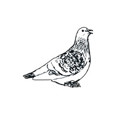 Black and white sketch of a dove with transparent background